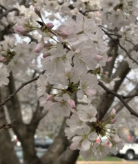 Crab Apple Blossoms