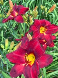 Day Lily