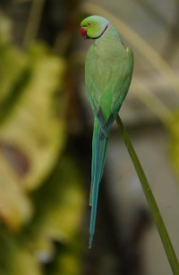 Rose-ringed parakeet, Singapore
