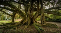 Gnarly old tree