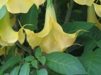 Butchart Gardens - Yellow Angel Trumpet