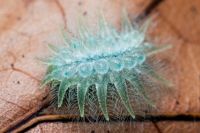 spun-glass-caterpillar-leaf