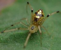 araña vitral o espejo