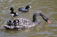 Black Swan, Male Ring-necked Duck, and American Coot, Lake San Marcos, San Marcos, California