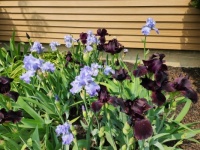 iris, dark puple and lavender