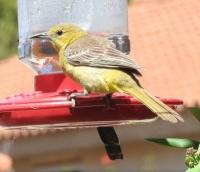 Hooded Oriole Juvenile on hummingbird feeder in front of office window, San Marcos, California