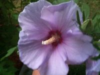 Rose of Sharon August