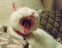 Attila yawning