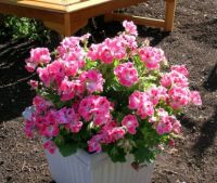Martha Washington Geraniums
