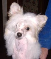 Meet Kodak my Chinese Crested puppy