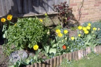 Seasonal - Spring - Garden Border With Peony (12 - 280 Pieces)