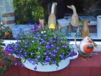 Windowsill wonder.