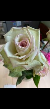Amazing White, Pink, Green Rose