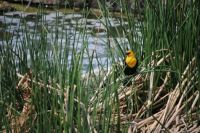 Yellow-headed Blackbird
