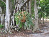 Fort Myers- Edison and Ford Winter Estate