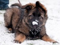 pup