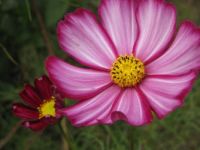 Cosmos