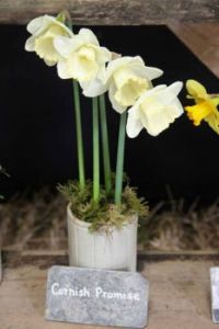 White daffodils.