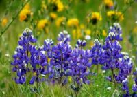 California Lupine