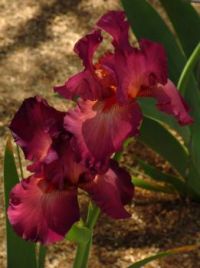 Two Maroon Irises