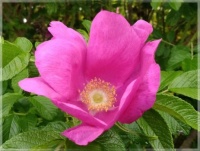 Rosa rugosa  -  Růže svrasklá