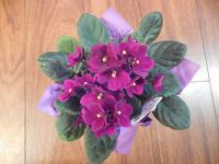 My newest African Violet