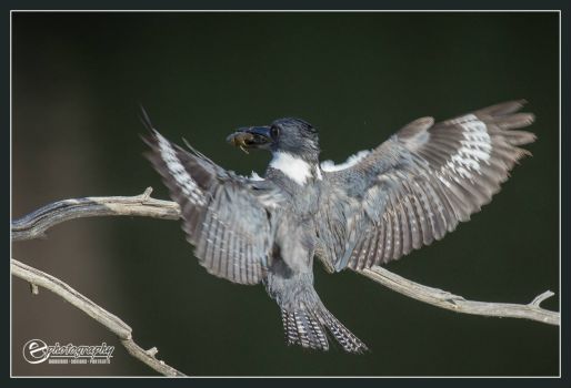 Belted Kingfisher comes in for a landing
