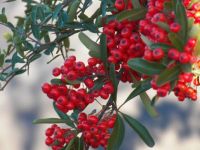Lovely red pyracantha.