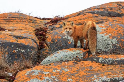 Red fox (Vulpes vulpes) by Jason Savage