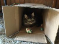 Kit Cat loves his new bed and wrapping paper balls