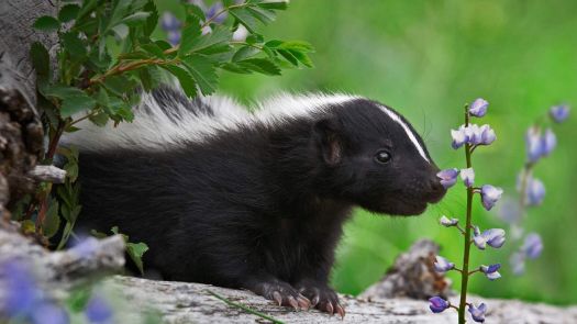 Skunk and Flowers