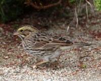 Savannah Sparrow, San Elijo Lagoon, Cardiff, California