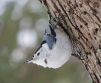 Finally - the White-Breasted Nuthatch
