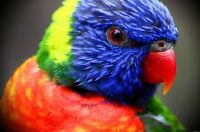 Colorful Bird