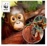 Theme - Wild animals Orangutang