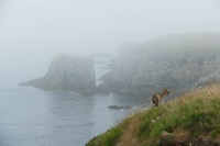 Ile d'Ouessant