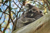 Koala met jong