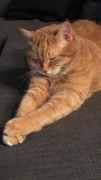 Orange Tabby, named "Honey"