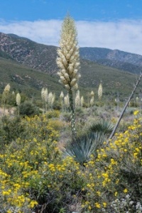 Yucca or " Our Lord's Candle"
