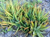 Aloe Vera di Aruba