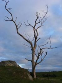 Dead Tree Standing on Waikato Dairy Farm