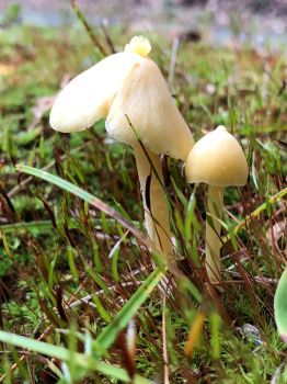 Little yellow mushrooms