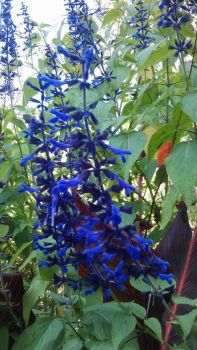 Salvia guaranitca ' Black and Blue'