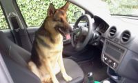 Come on human! Let's go for a ride!