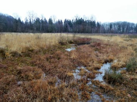 Solve Heather and boggy area in winter near Borger in Drenthe ...