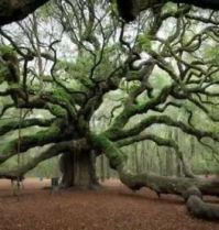 500 year old Oak tree in N Carolina