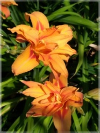 Hemerocallis   -   day lily   -   Denivka