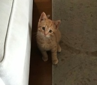 Eddie - new addition to my sons family