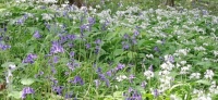 Blue and white Spring