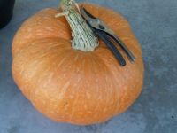 my pumpkin